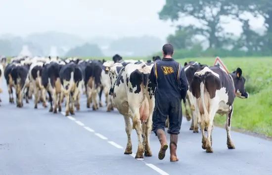 E.Pain vaches sur la route bd