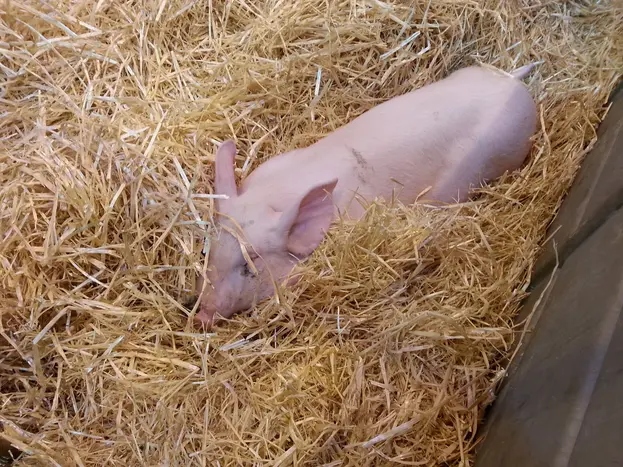 Bien-être animal porc