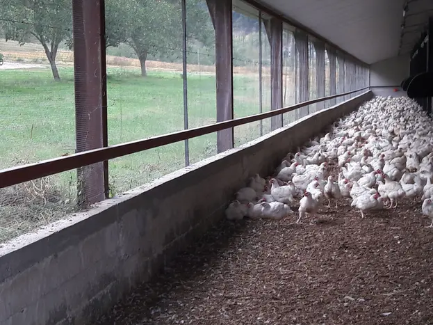 Poulet de mon enfance 16 07 20 - elevage 1