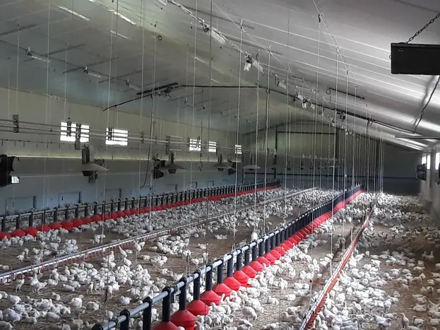 Poulet de mon enfance 16 07 20 - elevage 2