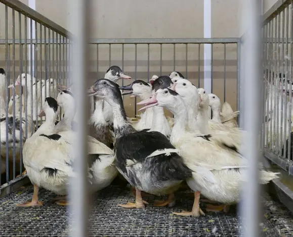 Foie-gras.jpg