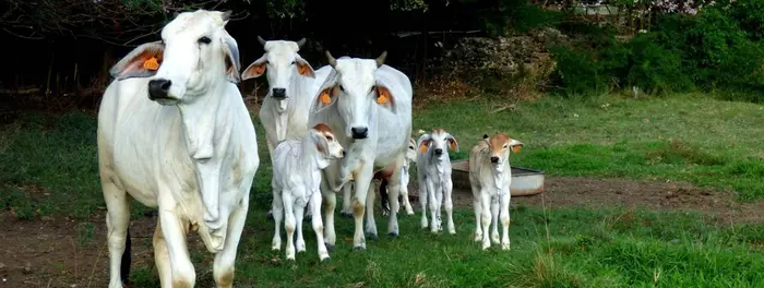 Race bovine Brahman SIA 2026