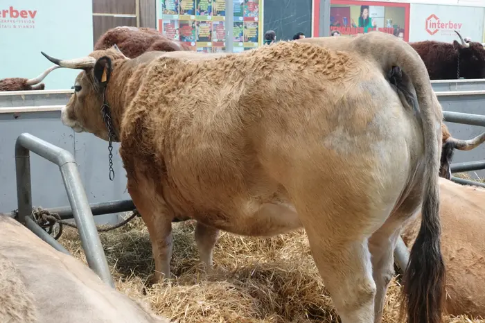 Production bovine 2026 2