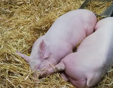 Bien-être animal 30 12 20-2