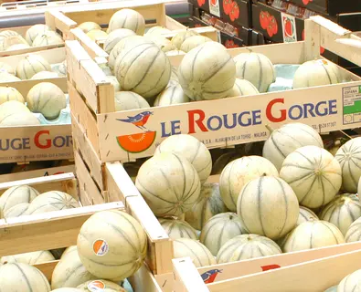 Melon-Rouge-Gorge.png