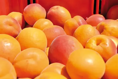 Photo-Abricot-Lorifruit-2015.jpg