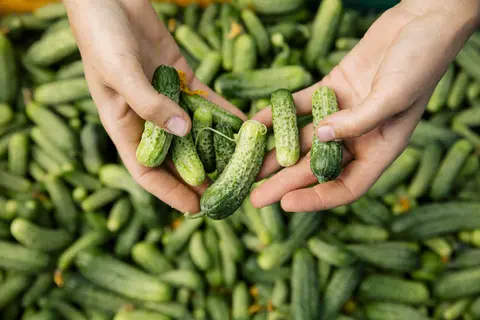 reitzel-cornichons-serres_115(1).jpg