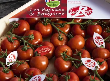 Tomates-Label-rouge-Rougeline.jpg