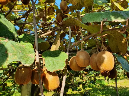 Kiwi-B-MEHATS-LINEAIRES.jpg