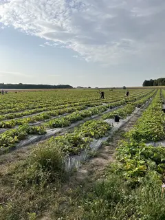 Récolte 2025 des cornichons Reitzel (Crédit : Reitzel)