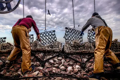 La remontée des dragues, pêche à la coquille Saint-Jacques. Photo : Jean-Paul Frétillet.