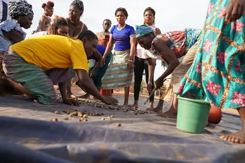 En 2025, la Côte d'Ivoire a produit plus de 1,5 million de noix de cajou brutes (en coque), son record.